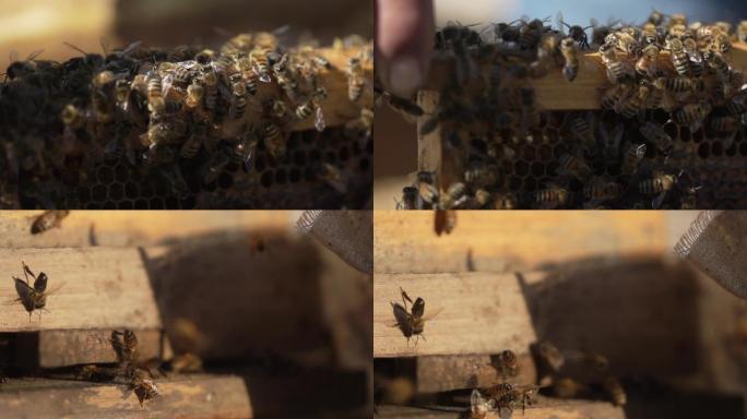 蜜蜂03