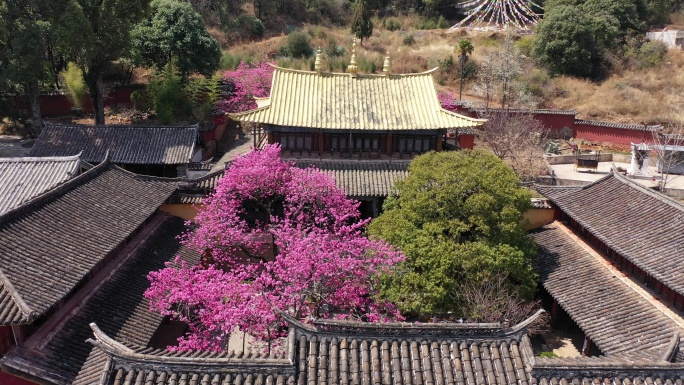 丽江普济寺海棠花航拍