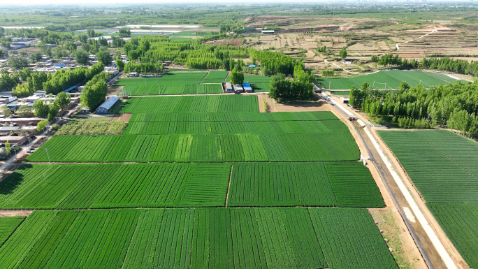 农业乡村振兴小麦田地庄稼