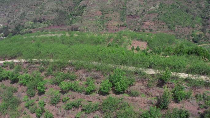 航拍云南昭通鲁甸花椒种植基地