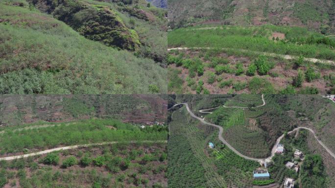 航拍云南昭通鲁甸花椒种植基地