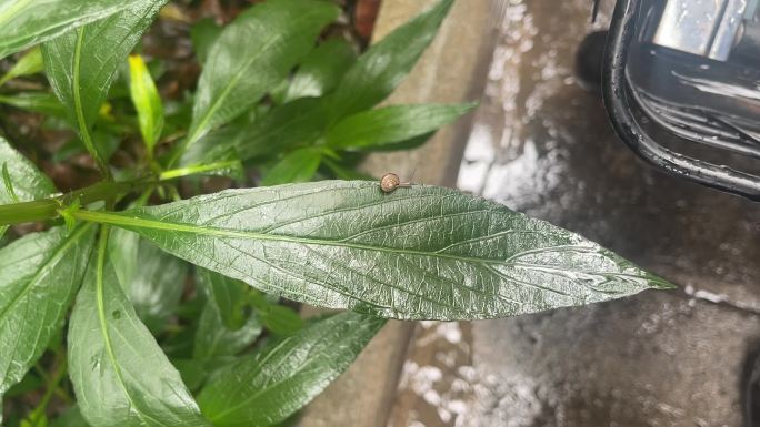 雨后的蜗牛