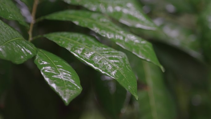 雨中树叶07