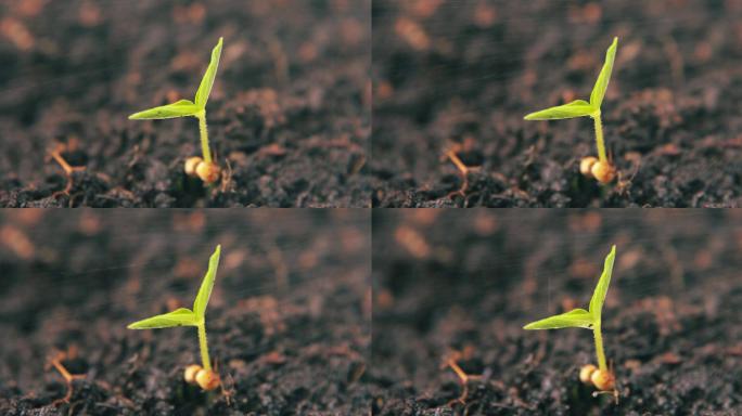 春天植物发芽生长春雨灌溉