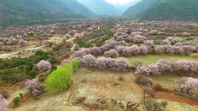 桃花，林芝，西藏春天花海世外桃源