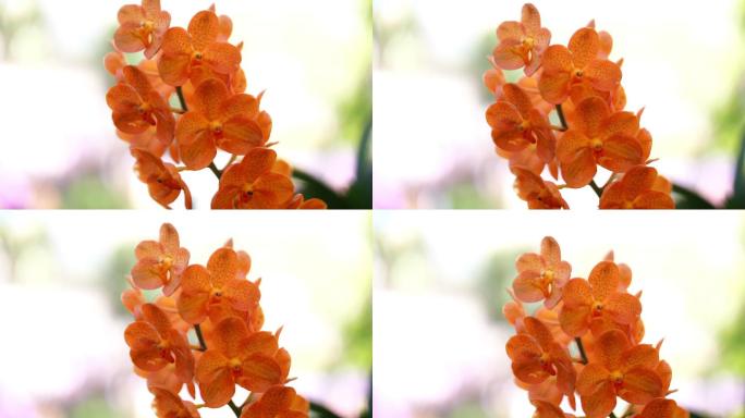 泰国的兰花绽放赏花