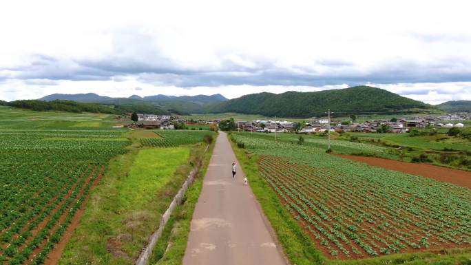 【三花航拍】丽江南溪村稻田