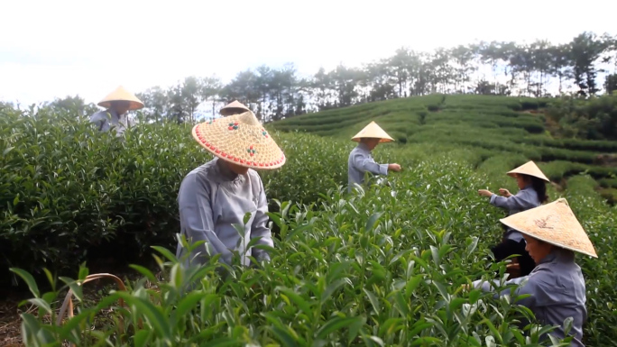 铁观音采茶 摇青 制茶 茶汤 茶农采茶