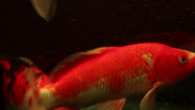 游动的红尾鲤鱼
