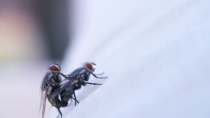 几只手拿白布苍蝇苍蝇繁殖苍蝇交配环境卫生