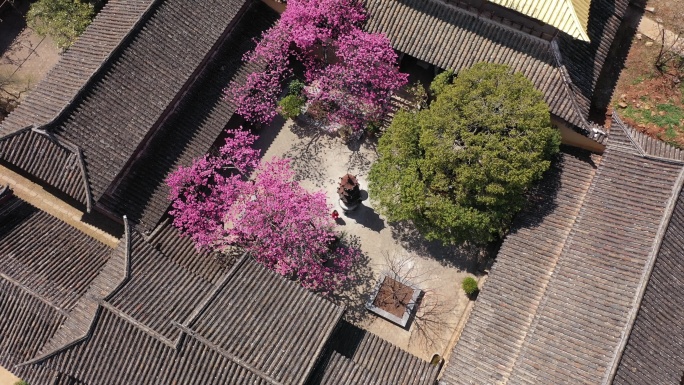 丽江普济寺海棠花航拍