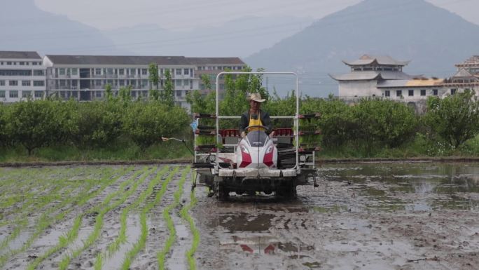 春耕稻田 种植水稻