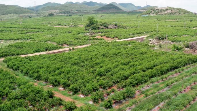 航拍云南文山桃子种植基地