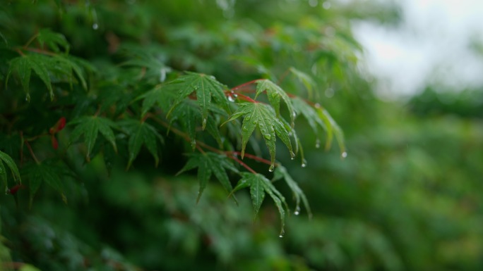 雨天谷雨清明雨滴立春雨露小雨意境下雨空境