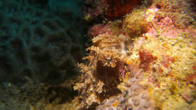 幼鱼礁章鱼海底