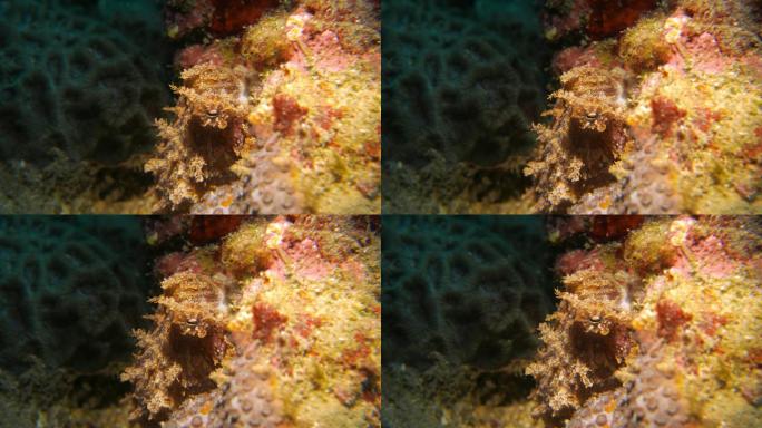 幼鱼礁章鱼海底