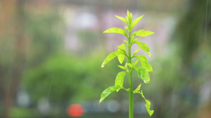 4K正版-雨中长出新芽的绿植