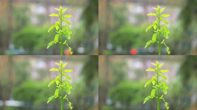 4K正版-雨中长出新芽的绿植
