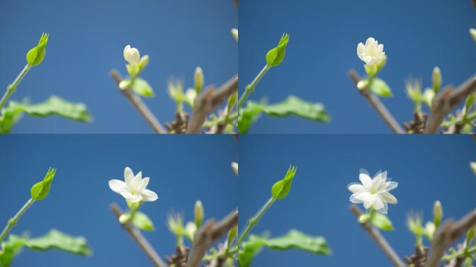 延时摄影茉莉花开放