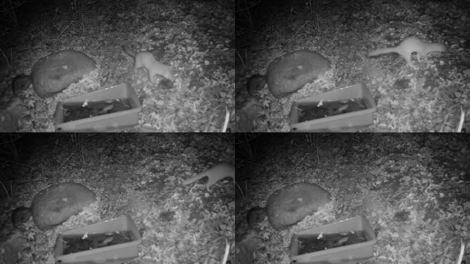 夜间黄鼠狼 红外相机 自然 动物