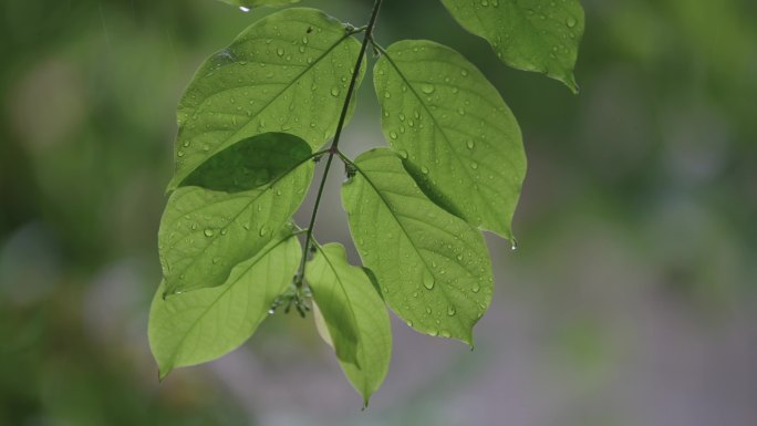 雨中树叶02