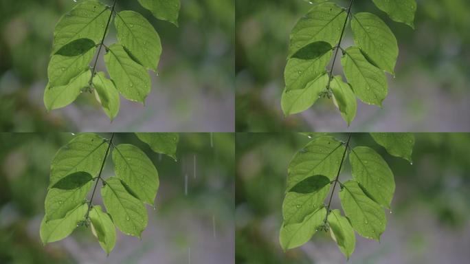 雨中树叶02