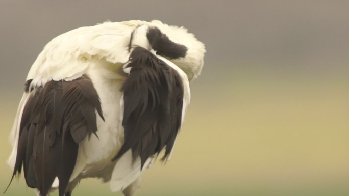 千岛群岛的日本鹤丹顶鹤鸟珍惜鸟儿视频素材