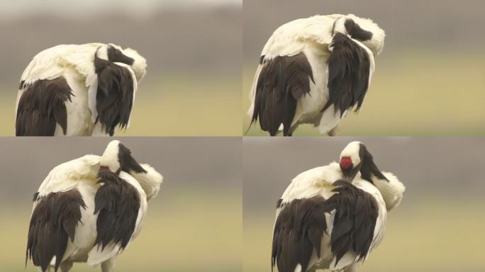 千岛群岛的日本鹤丹顶鹤鸟珍惜鸟儿视频素材