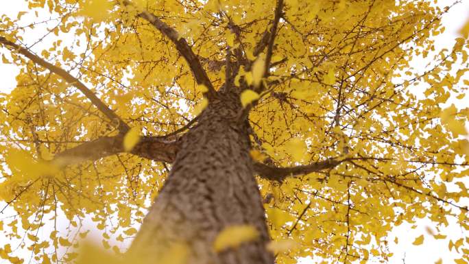树梢飘落的秋叶