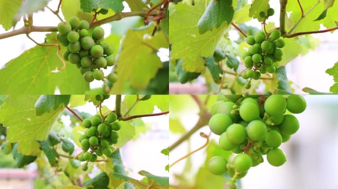 葡萄树上未成熟的绿色葡萄