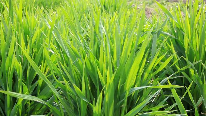 水稻 生育期 苗期 拔节期 成熟 稻穗