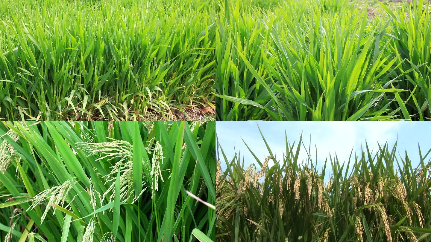 水稻 生育期 苗期 拔节期 成熟 稻穗