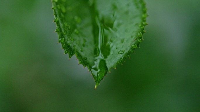 雨后的叶子