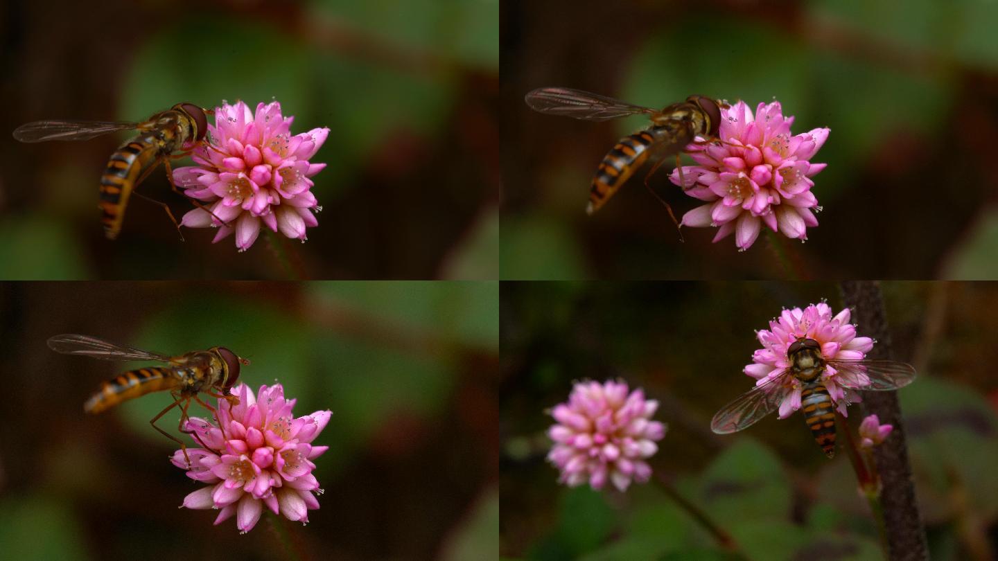 果蝇昆虫采花蜜微距