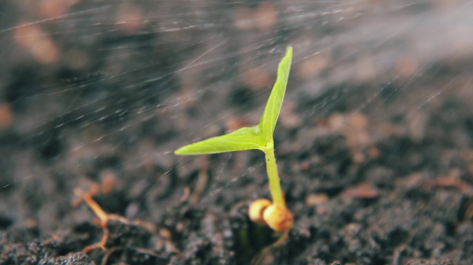 春天植物发芽生长春雨灌溉生命力