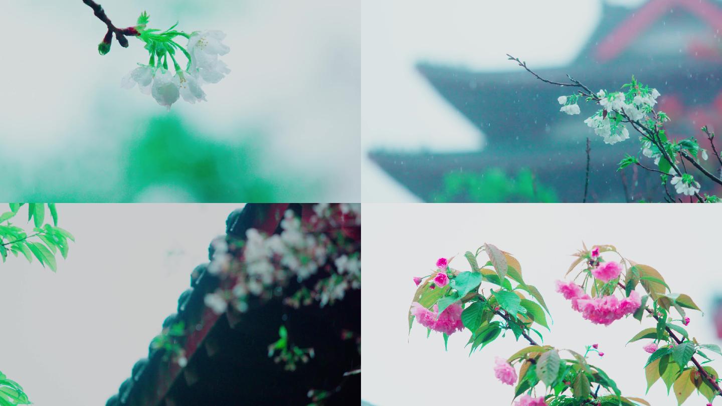 雨中樱花花朵慢镜头