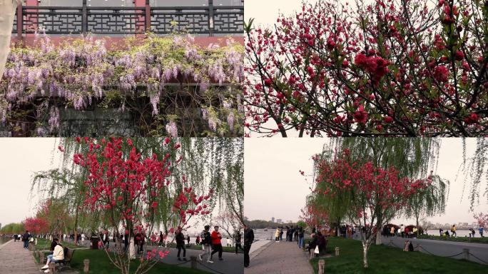 4K杭州西湖白堤桃红柳绿之春色