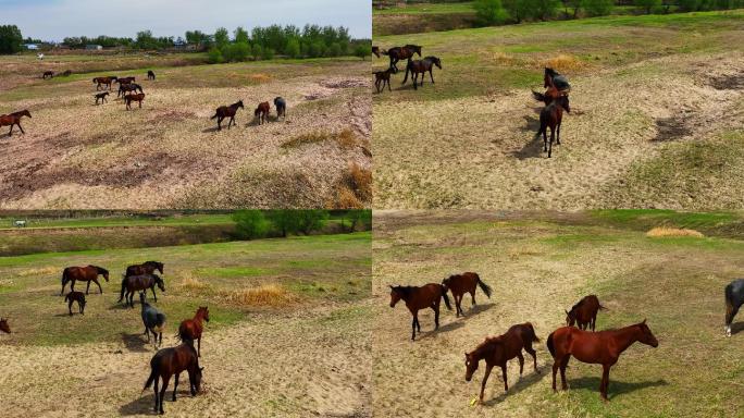 辽河湿地草原上的马群