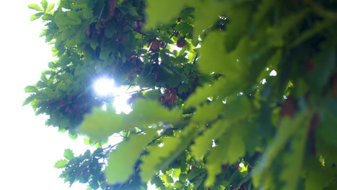 逆光唯美树叶空镜 阳光透过树林树叶空镜