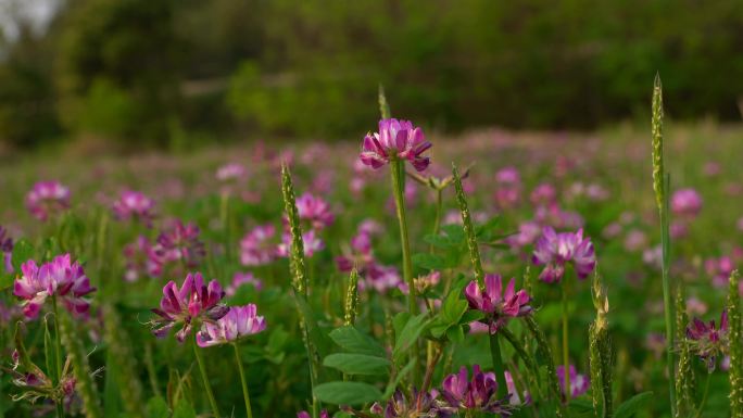 野生花草 苜蓿花 野花 春天