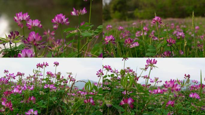 野生花草 苜蓿花 野花 春天