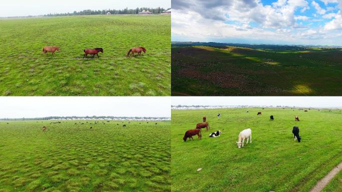 草原上的马、牛、羊、蒙古包