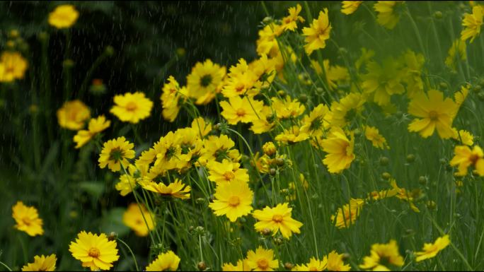 在风雨中摇曳的雏菊