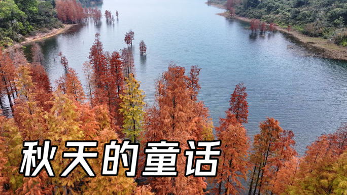 秋天优美风景湖泊红叶水杉秋色湖光山色宜人