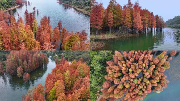 秋天优美风景湖泊红叶水杉秋色湖光山色宜人