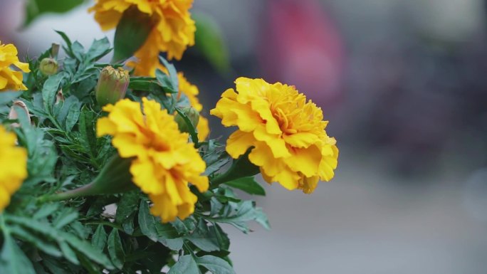 街道花朵素材鲜花拍摄