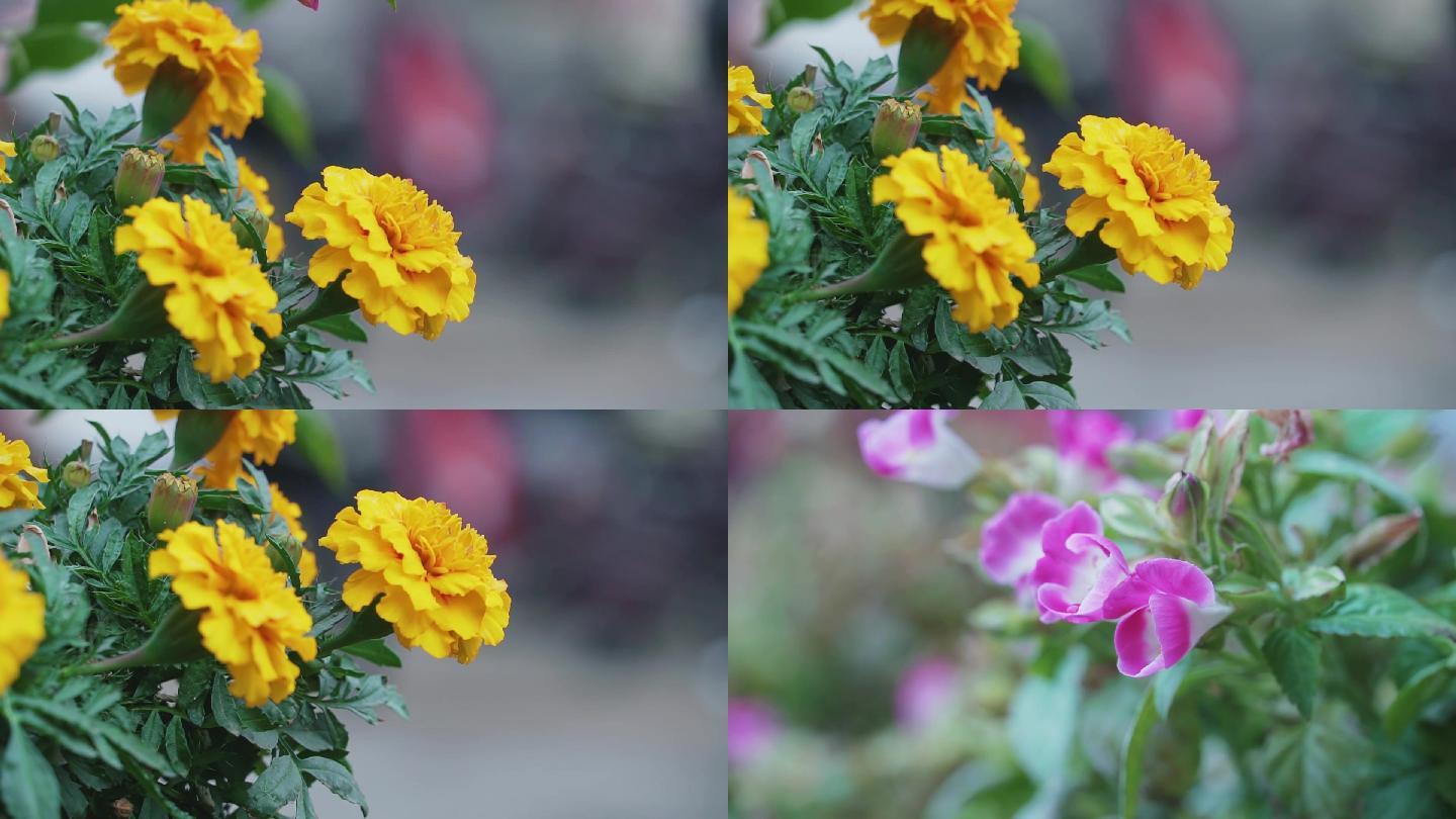 街道花朵素材鲜花拍摄