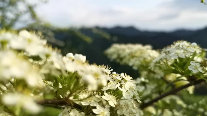 4组森林野花素材