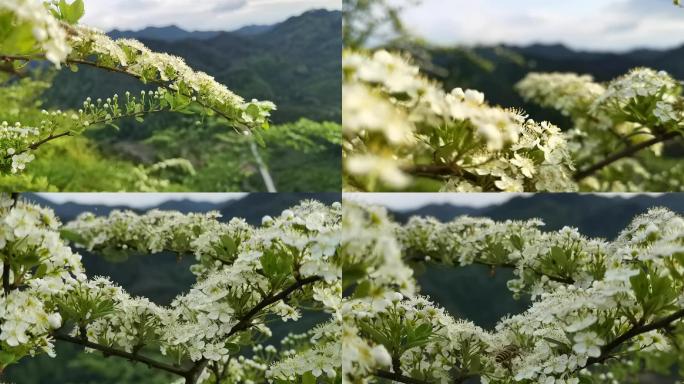 4组森林野花素材