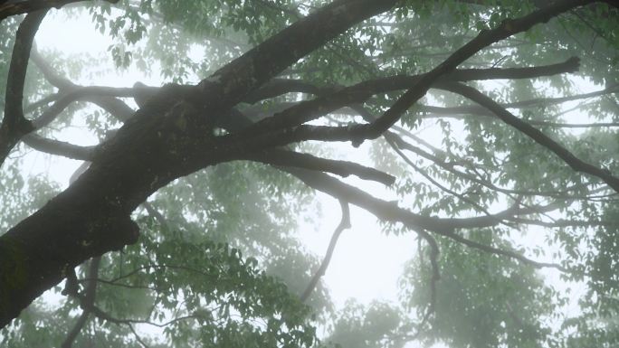 秘境雾天大树